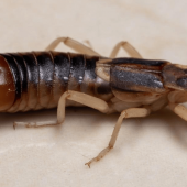 Image of an earwig.