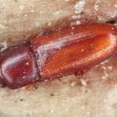 Close-up photo of a flour beetle
