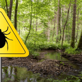 A forest with a tick warning sign.