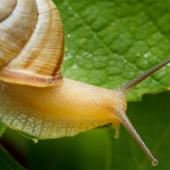 Close-up photo of a snail