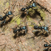 Keep Ants Off Your Property this Summer