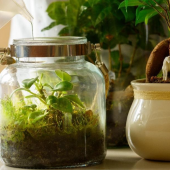 Indoor plants on a table being watered