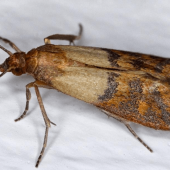 Moths in the Kitchen? Here's What to Do.