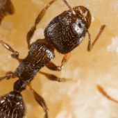 An image of pavement ants crawling.