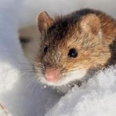 A mouse sitting in snow