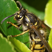 Pest Alert: The Wasps Are Out. Here’s What You Need to Know.