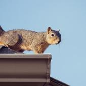 A squirrel perched on top of a roof