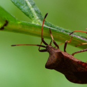 Close-up photo of two stink bugs on a plant