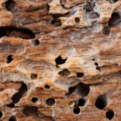 Wood damaged by termites