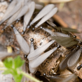 Termite Swarming: When to Worry