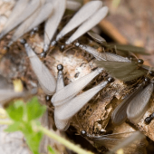 Termites in the Yard: When to Get the Pros Involved