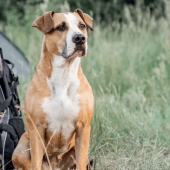 A dog ready for a hike among the tall grass.