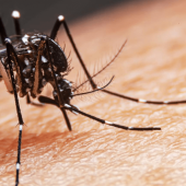 Mosquito resting on a person's arm