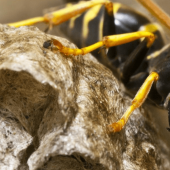 Image of a wasp on its nest.