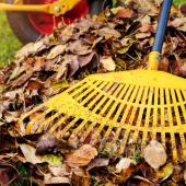 Pile of fallen leaves being raked