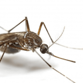 Why Mosquitoes Love Your Ears