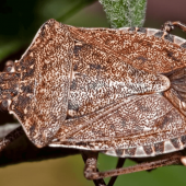 A close up image of a stink bug