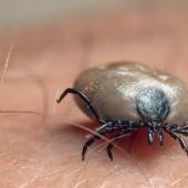 Close-up of tick on a human