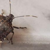 Close-up of a stink bug