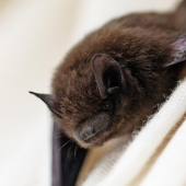 Close-up photo of a bat