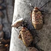 A group of spotted lanternflies on a tree