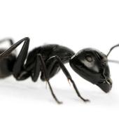 carpenter ant