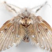 Close-up of a drain fly