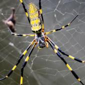 joro spider in web