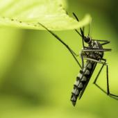 mosquito in garden