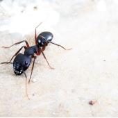 carpenter ants