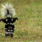 Skunks