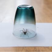 catching a spider in a cup