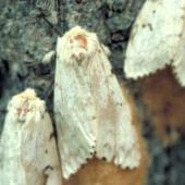 spongy moth