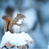 squirrels in winter