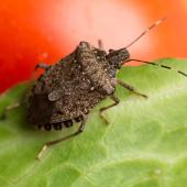 stink bugs