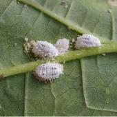 white bugs on houseplants