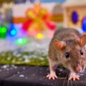 mouse at christmas