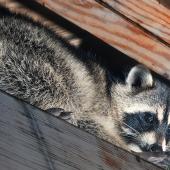 raccoon in attic