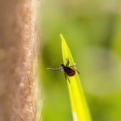 tick reaches for human