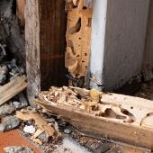 termite damage