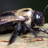 carpenter bee