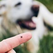 tick on finger dog in background