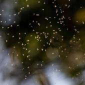 black fly swarm