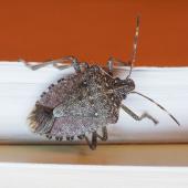 stink bug