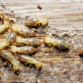 termite workers