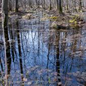 vernal pool