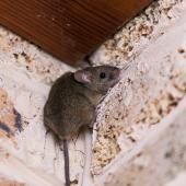 mouse on foundation