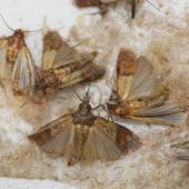 Indian meal moth resting on grain – a common stored product pest that contaminates dry food supplies.