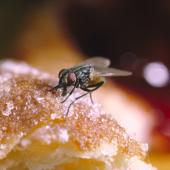 fly