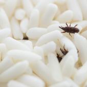 Beetle infestations can destroy stored products, in this case white rice